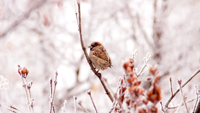 Vogeltje in de sneeuw