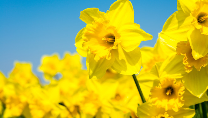 Spring daffodils