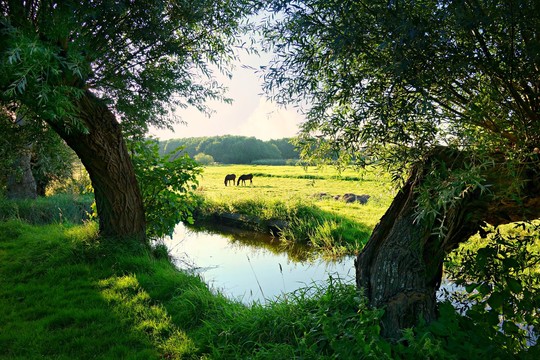 Nature reserve Midden-Delfland