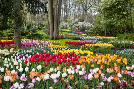 Tulip Festival