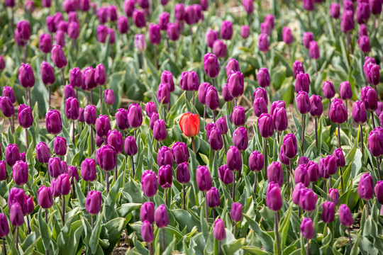 Bollenstreek